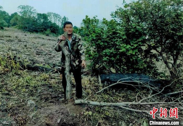 嫌农田旁的树挡光吉林男子砍伐两株黄檗获刑三年