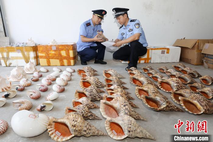 当场查获的鹦鹉螺螺壳、法螺螺壳及唐冠螺螺壳。 邹训永 摄