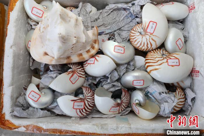 被查获的鹦鹉螺、法螺螺壳等。 邹训永 摄