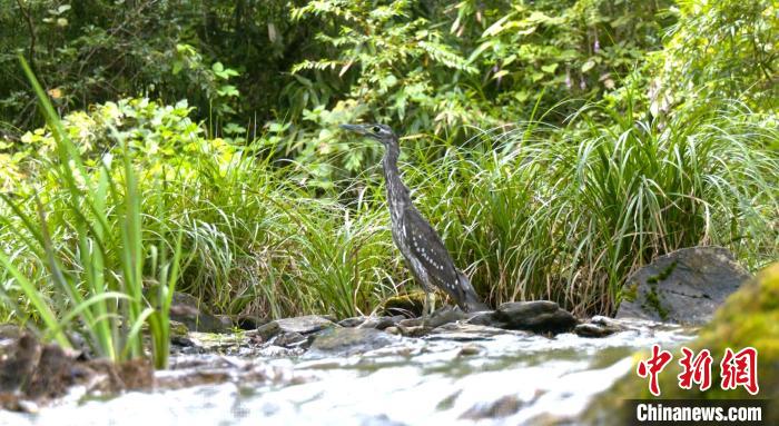 图为:国家一级保护动物海南鳽,系世界级最濒危鸟类之一。 张诚 摄