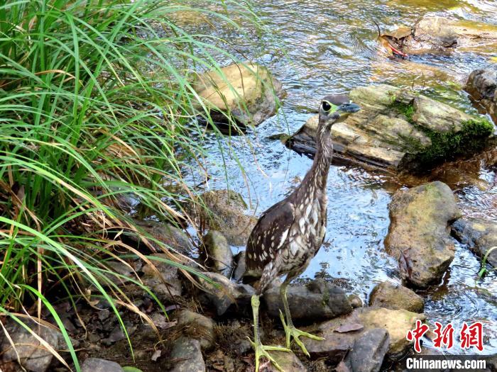 图为:国家一级保护动物海南鳽,系世界级最濒危鸟类之一。 饶鸿海 摄