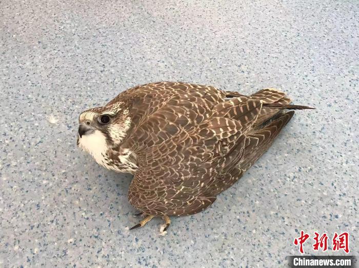 ����һ���������������������ɹž�����ҽ����