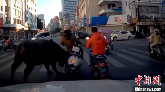 ��������������ˮţ����Ҵ�ײ�˶��˺󱻻���