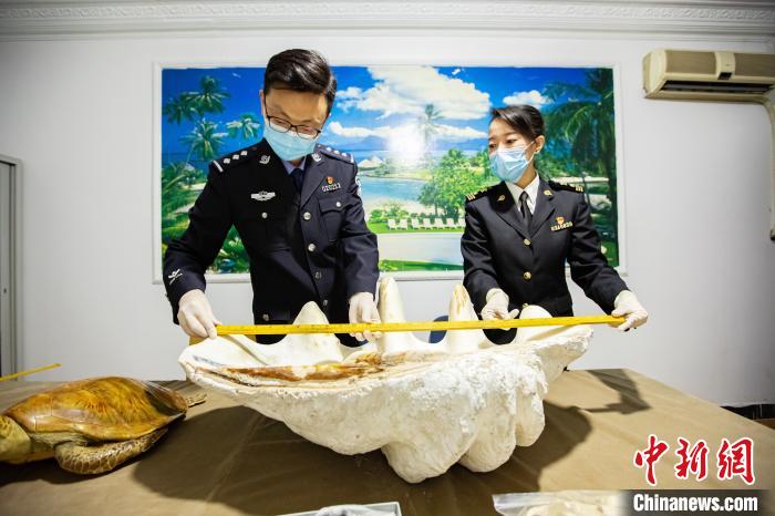 天津海关移交392件罚没濒危水生野生动物及其制品