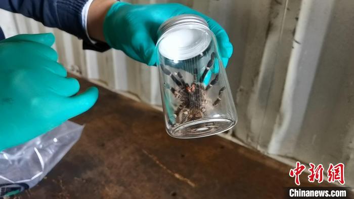 张家港海关工作人员截获捕鸟蛛。 王健超 摄