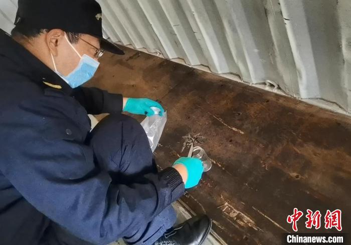 张家港海关工作人员截获捕鸟蛛。 王健超 摄