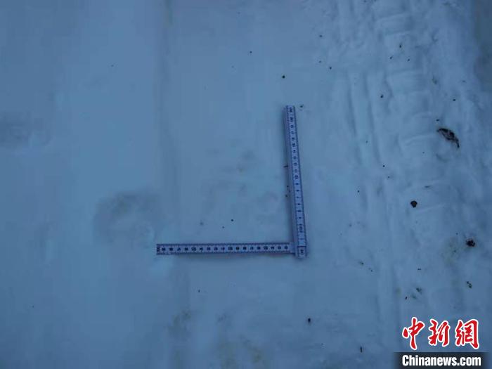 吉林天桥岭发现被猎杀的狍子“凶手”疑似野生东北豹