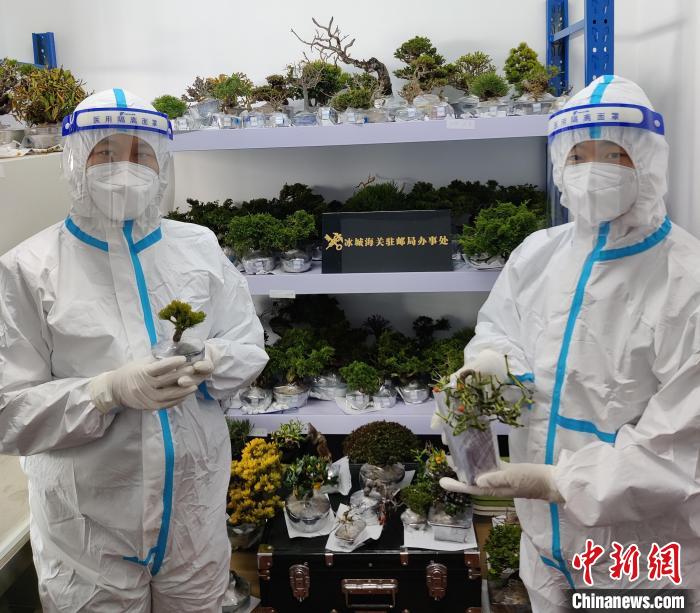 ���������ز��Ƿ��뾳����ֲ��243��