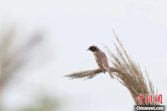 ����һ������Ұ����������c��������Խ��