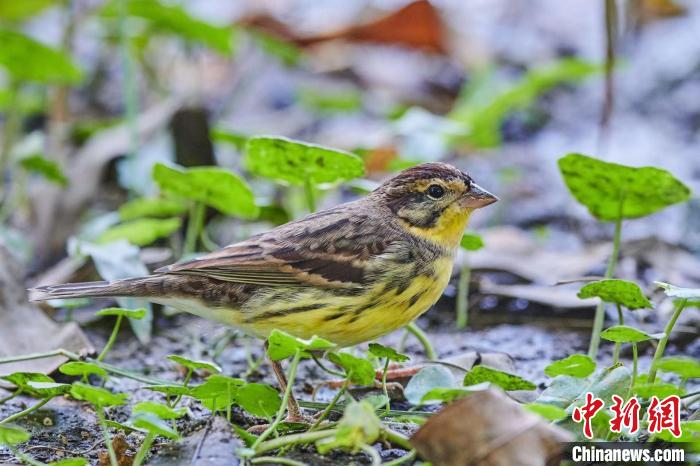 �ڹ���������Խ���Ļ����c ������ί������ ��ͼ