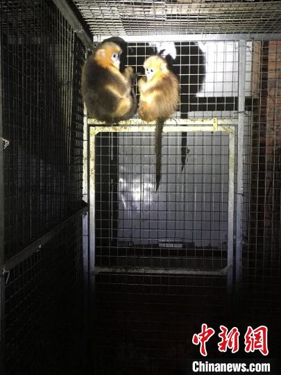 ����ȵĴ���˿�� �Ű����� ��ͼ