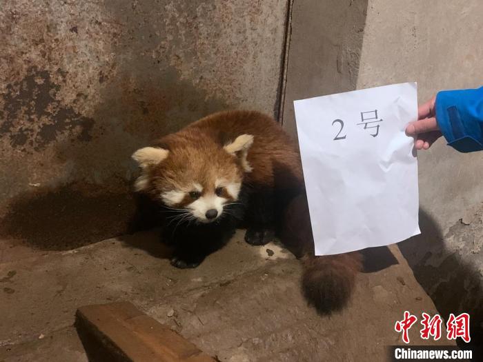 ����ȵ�С��è �Ű����� ��ͼ