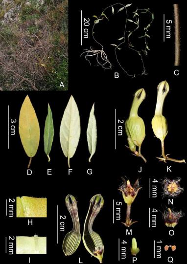 ���Ϸ���һֲ��������֭�����ƻ��Ѽ��ȱ�Σ