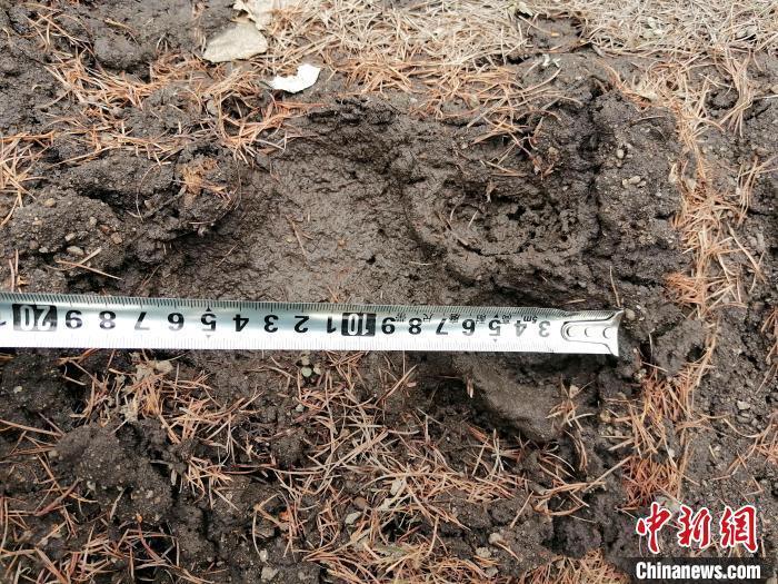 ��������������������η������ƴ���è�ƶ����ӡ