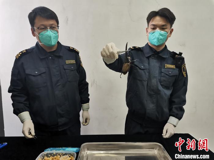 图为北京邮局海关关员在进境邮件中查获长戟犀金龟。 孟晨 摄