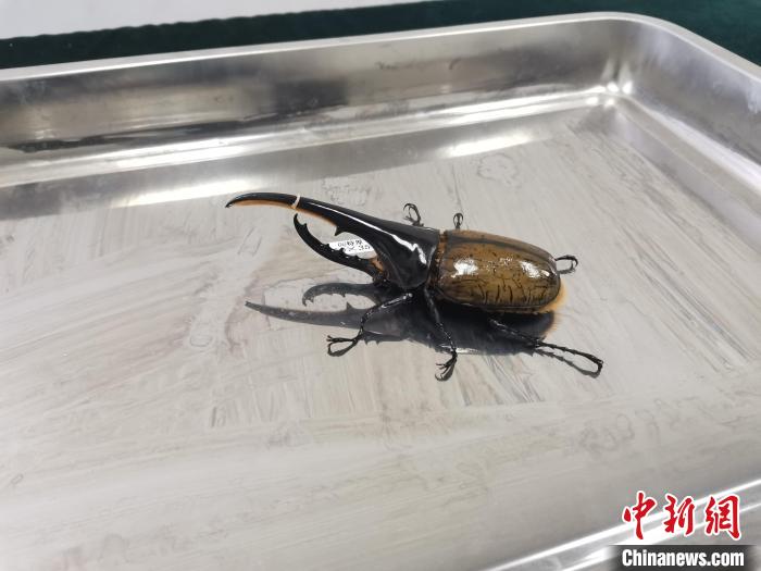 异宠“大力神”难闯关北京海关查获活体长戟犀金龟