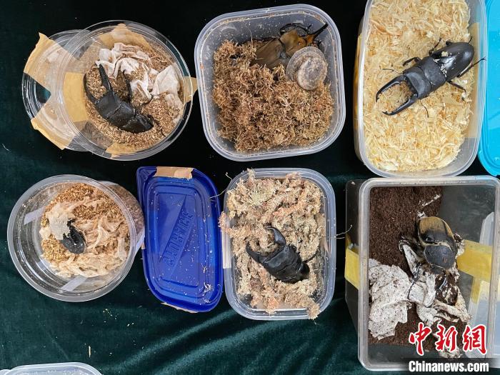 ͼΪ�����ʾֺ��ز���6ֻ������׳档�������� ��