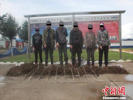 内蒙古呼伦贝尔8人深夜盗挖野生药材被拘