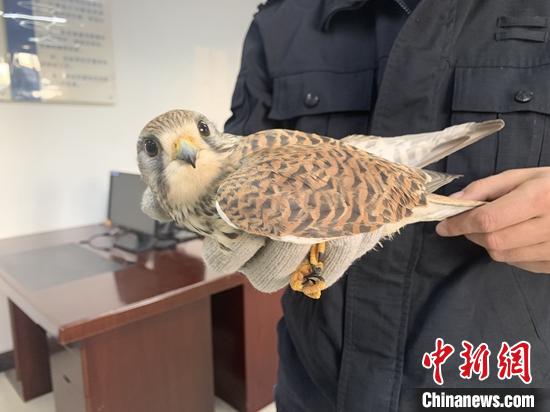 被民警治疗后的燕隼。 石晓坤 摄