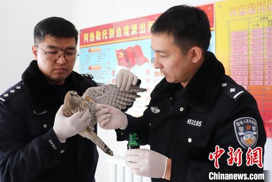 民警正在给燕隼擦拭伤口。 石晓坤 摄