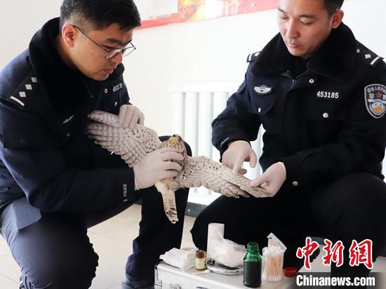 民警正在查看燕隼伤势情况。 石晓坤 摄