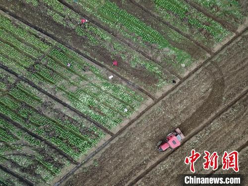 2月18日,航拍贵州黔西林泉镇花卉苗木基地繁忙景象。 瞿宏伦 摄