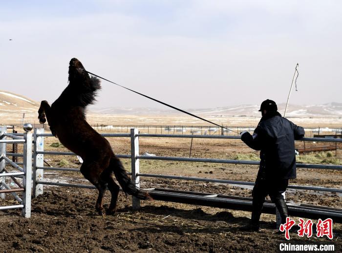通讯:内蒙古马背警队战“疫”之后添新成员警方开启驯马节奏