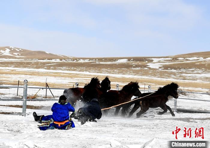 图为驯马过程。 格日勒朝克图 摄
