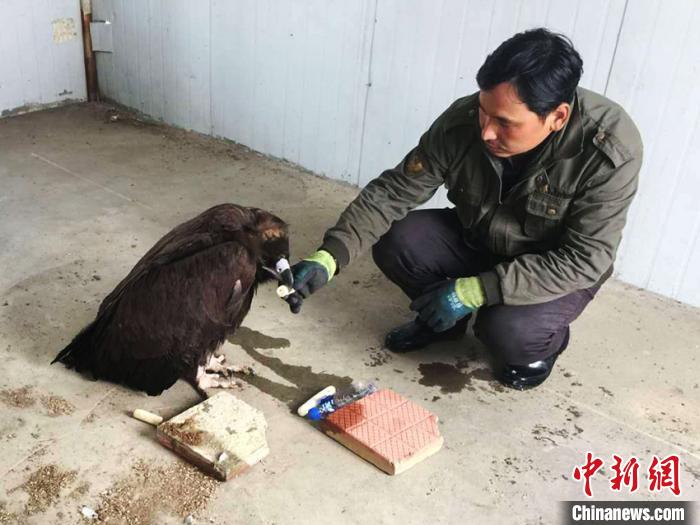 东北虎豹国家公园:助落难珍禽走兽重返自然