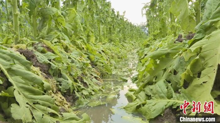 福建连城2800亩农作物遭雹灾10村农户受损严重