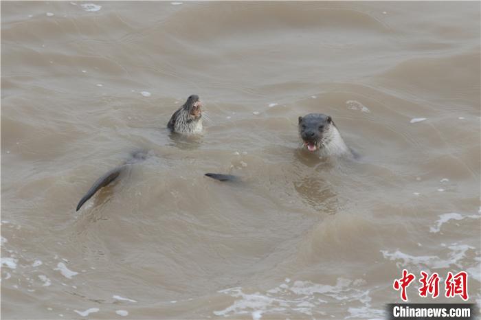 图为欧亚水獭。 严志文 摄
