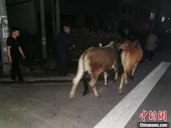 仨牛集体“越狱”公路上撒欢民警连哄带骗捉拿“归案”