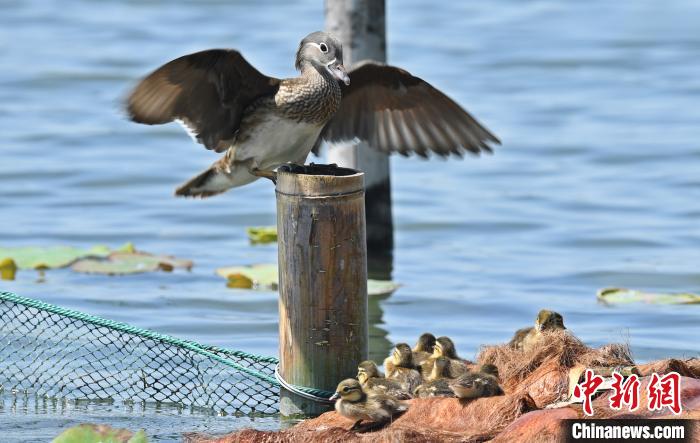 女子三次抓西湖小鸳鸯网友:抓鸳鸯一辈子单身