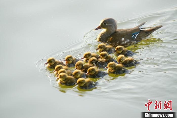 西湖鸳鸯 老潘 摄