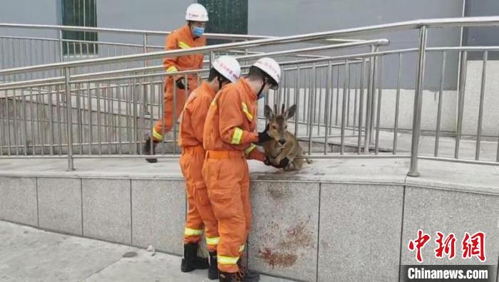 野生狍子“夜游”县城被卡护栏消防员助其再“撒欢”