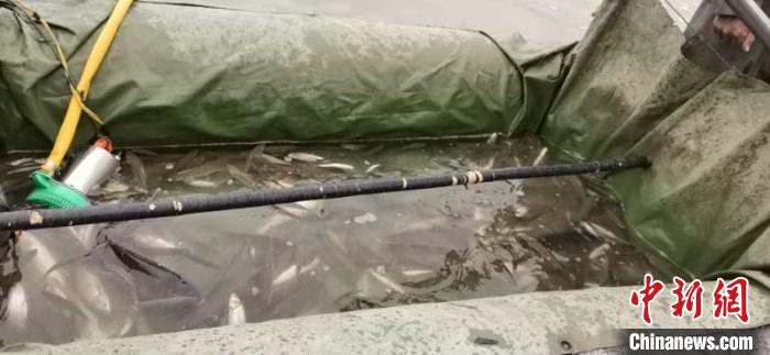 图为近日,西藏军区某工化旅协助贡嘎县林业和草原局查获非法捕捞的江鱼数十公斤。贡嘎县林业和草原局 供图