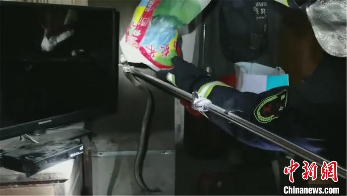 图为抓捕眼镜蛇现场 惠州市消防支队供图