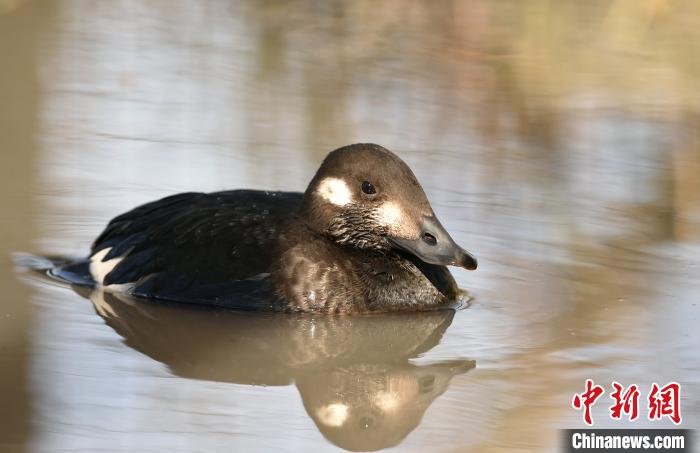 受伤“丑小鸭”在河北坝上获救当地发现鸟类增至189种