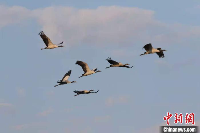 贵州威宁草海迎来9万只候鸟“入住”越冬