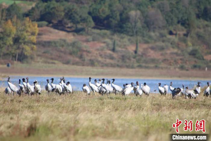 草海成群结队的候鸟。 刘广惠 摄