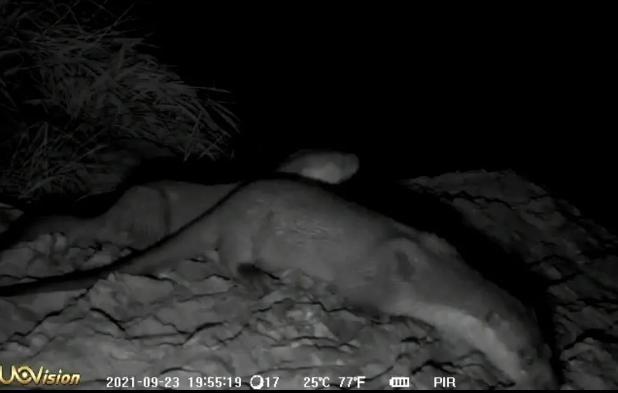 3只国家二级重点保护野生动物水獭现身浙江温岭沿海