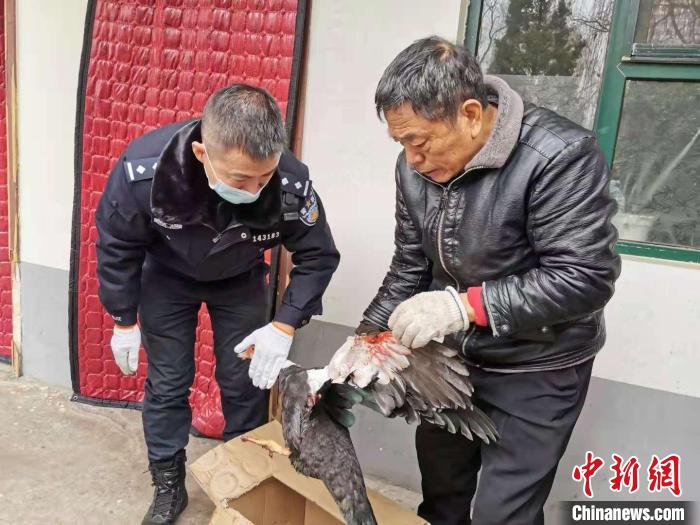 山西潞城:受伤濒危野生动物“闯”入民宅接力救援助其脱离危险