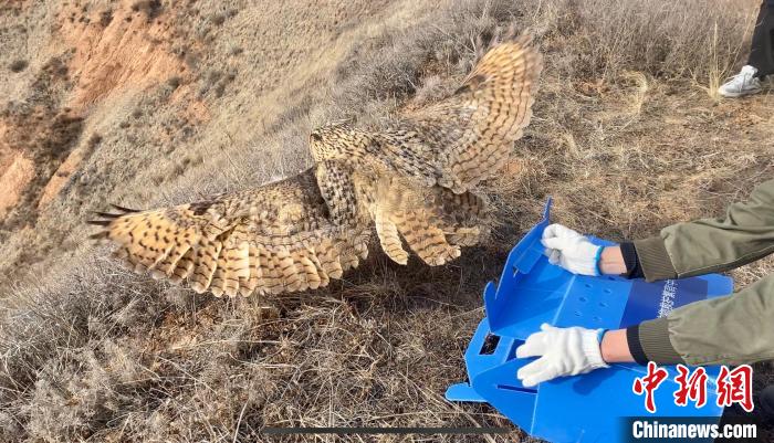 图为雕鸮从放归箱内出来后展翅飞翔。 李江宁 摄