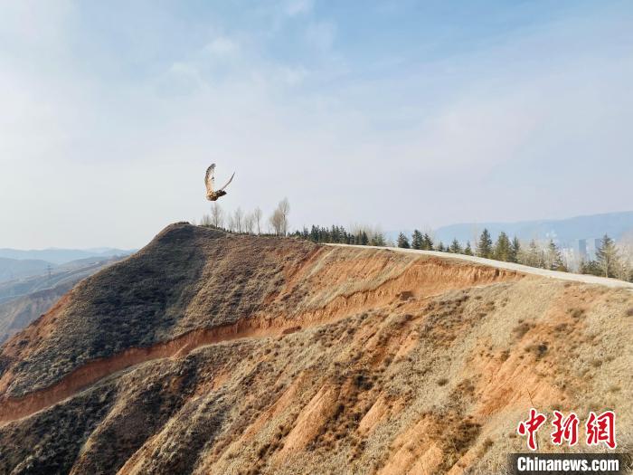 图为雕鸮从放归箱内出来后展翅飞翔。 李江宁 摄