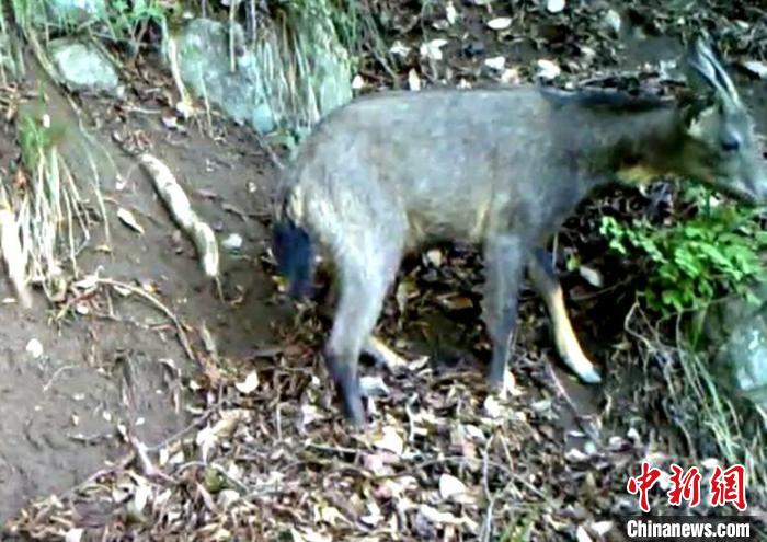 湖北南漳县一自然保护区发现中华斑羚