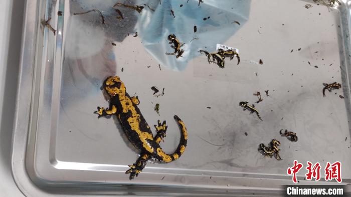 图为北京邮局海关截获的活体火蝾螈。 孟晨 摄