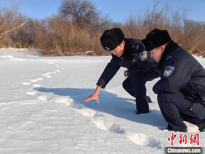 民警查看东北虎脚印。 张晓辉 摄