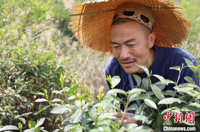 4月上旬,朱恒彬在承包的茶山上查看茶叶长势。