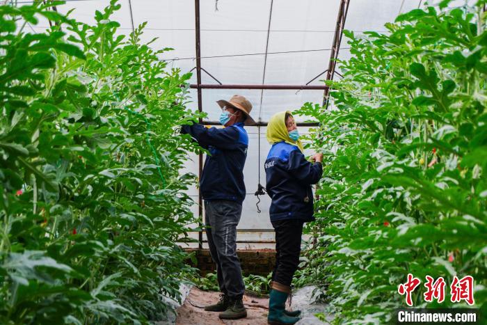 瓜果种子结出产业链山西上党农民抱团调产让撂荒地变增收地