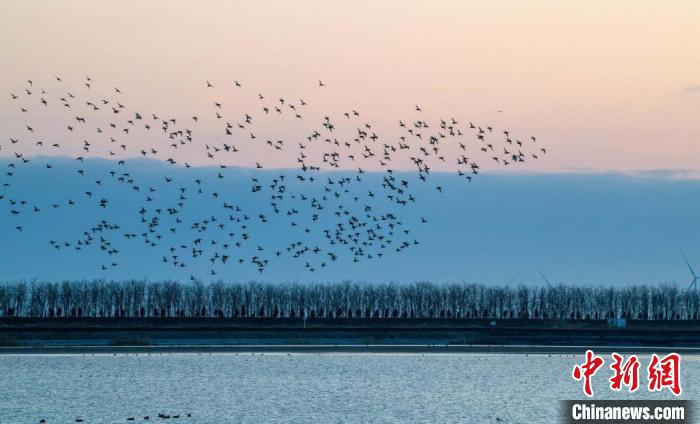 盐城东台条子泥湿地：数百万只候鸟迁徙途中的“加油站”